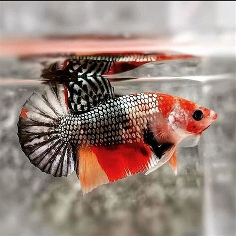 Jual IKAN CUPANG PLAKAT NEMO COOPER KOI COOPER MALE Di Lapak ASVIAN