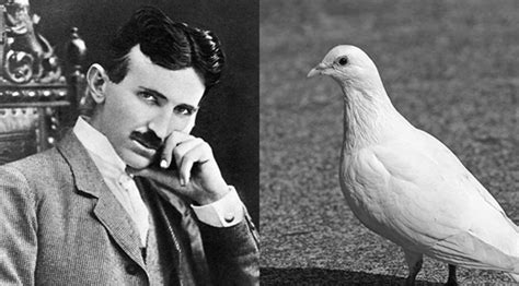 Nikola Tesla Once Spent $2,000 To Help An Injured Pigeon