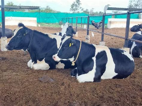 Hf Cow Supplier In Maharashtra For Dairy Use Farming Use At Rs 40000 In Karnal