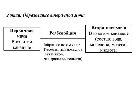 выделительная система 8 класс - online presentation