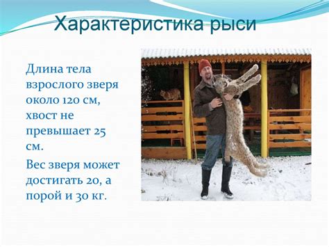 Животные Красной книги. Рысь - презентация онлайн