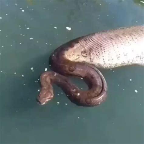 Pescadores flagram sucuri gigante de barriga cheia em Goiás VEJA