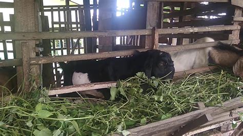 Peternakan Kambing Pak Tulaji Desa Solok Kecamatan Kumpeh Ulu Kabupaten