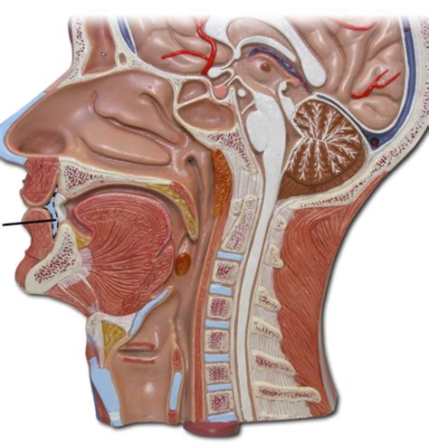 Digestive System Lab Flashcards Quizlet