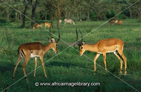 Photos And Pictures Of Impala Herd Aepyceros Melampus Lake Mburo