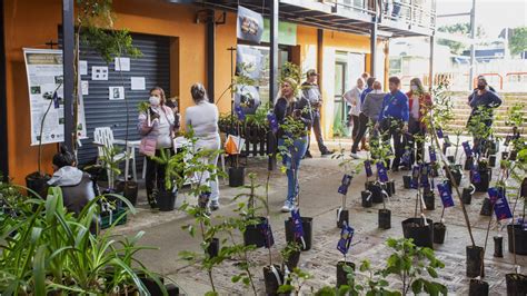 Prefeitura De Curitiba Distribui Mudas Gratuitas De Rvores A Partir