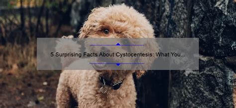 5 Surprising Facts About Cystocentesis: What You Need to Know to Keep ...