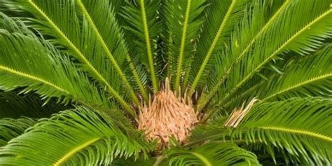 Sago Palms – Extremely Dangerous For Cats and Dogs!