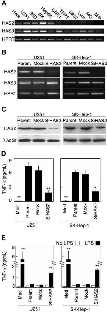 Silencing Of Has In Tumor Cells Attenuated Their Ability To Cause