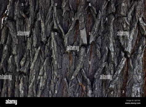 Maple tree bark texture closeup Stock Photo - Alamy
