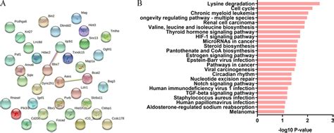 Ppi Analysis And Kegg Pathway Analysis A Ppi Analysis Of Download Scientific Diagram