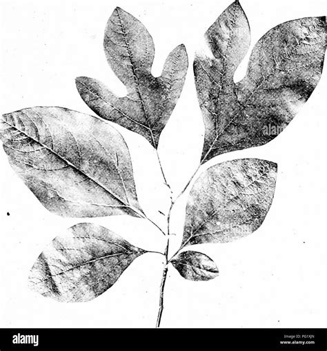 Sassafras leaves Black and White Stock Photos & Images - Alamy