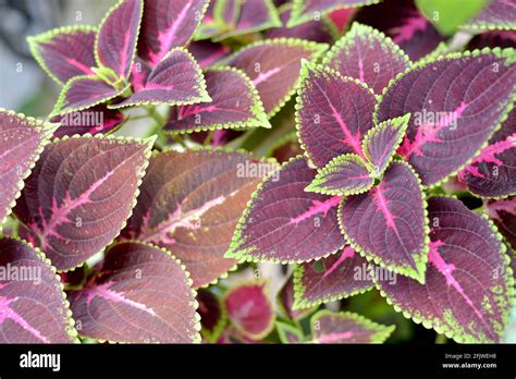 Miana Plant Hi Res Stock Photography And Images Alamy