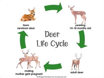 Deer Tick Life Cycle