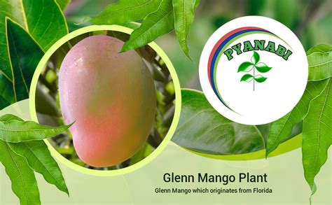 Pyanabi Nursery Glenn Originates From Florida Mango Plant Grafted