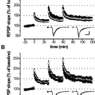 Conditional Disruption Of The Cgki Gene In The Hippocampus A Pcr