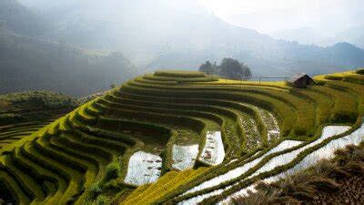 Plakat Pola Ry Owe Na Tarasie W Porze Deszczowej W Mu Cang Chai Yen Na