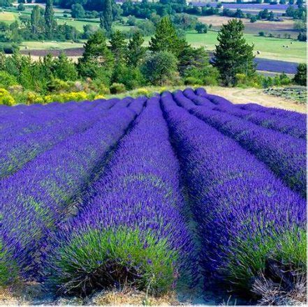 Lavish French Lavender Seeds 100pcs Pack - BestSeedsOnline.com - Free ...