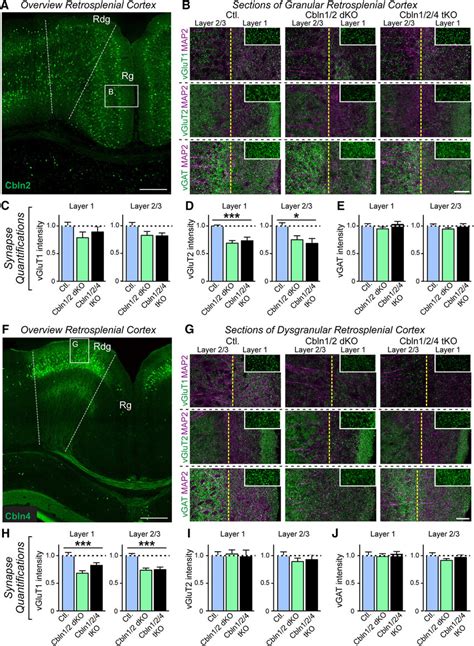 Cerebellin Deletions Selectively Decrease Vglut Positive Synapses In