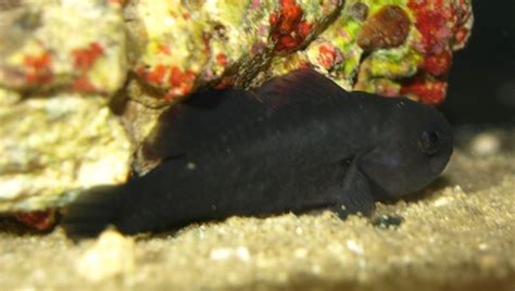 Black Clown Goby