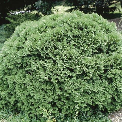 Globe Arborvitae Woodwardii Thuja Occidentalis Mygardenlife