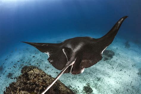 A Manta Ray Swimming Underwater · Free Stock Photo