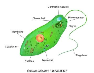 Euglena Vector Illustration Labeled Microorganism Structure Stock