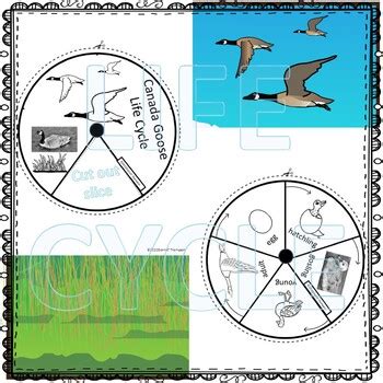 Goose, Canada (Life Cycle Spinner) by Donna Thompson | TPT