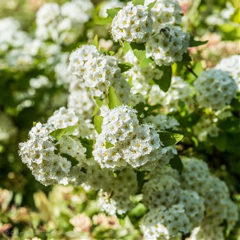 Spiraea x vanhouttei, Spiraea Vanhouttei in GardenTags plant encyclopedia