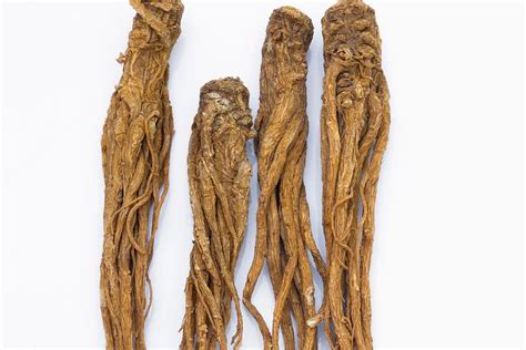 Dong Quai: Benefits, Dosage, Side Effects, Drug Interactions, and Other ...