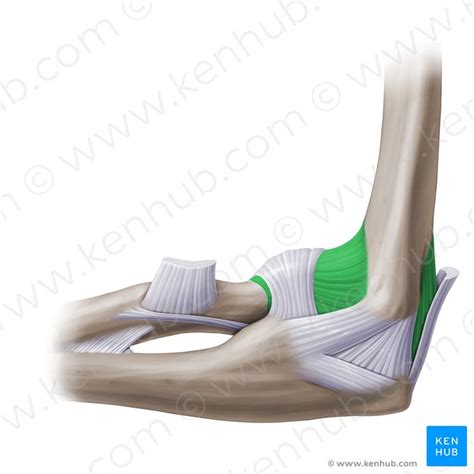 Detail Anatomie Ellenbogengelenk Koleksi Nomer