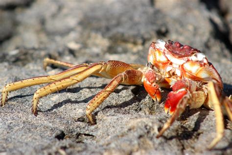 Free Images Beach Sea Nature Ocean Wildlife Food Red Tropical