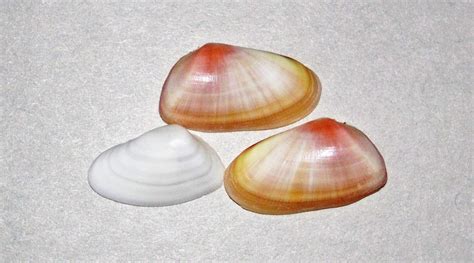 Donax Variabilis Variable Coquina Clam Shells Sanibel I Flickr