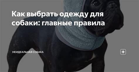 Как выбрать одежду для собаки: главные правила | неИдеальная собака | Дзен