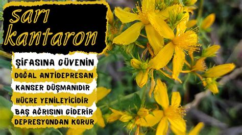 SARI KANTARON Hypericum Perforatum En Önemli Faydası Nedir