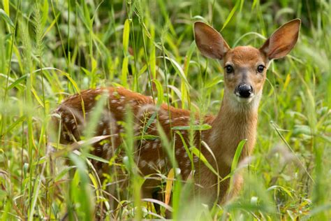 รูปภาพFawn – เลือกดูภาพถ่ายสต็อก เวกเตอร์ และวิดีโอ1,228,338 | Adobe Stock