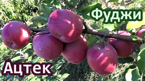 Яблоня ФУДЖИ АЦТЕК - YouTube