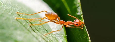 Ant Control Pest Control Boise Idaho Pestcom Pest Management