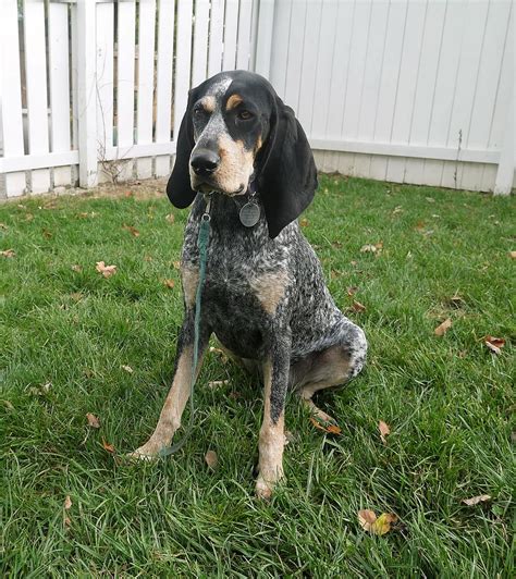 Bluetick Coonhound Facts & Dog Breed Information | Puplore