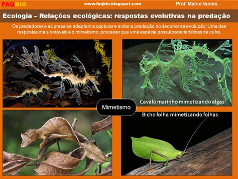 FAQBIO Apoio Ao Estudo De Biologia Ficha Resumo Ecologia