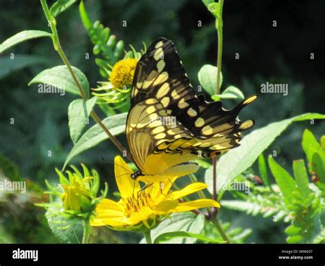 Giant Swallowtail Butterfly Stock Photo - Alamy