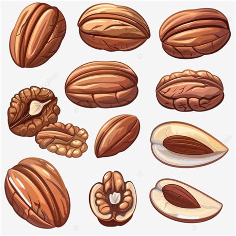 Pecan Nut Set Cartoon Pecan Nuts Food Png Transparent Image And