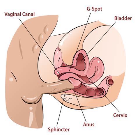 Is The Anal Orgasm Real Discover How To Make It Happen For Herand For You School Of Squirt