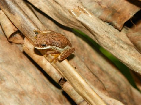 Small Eared Treefrog Project Noah