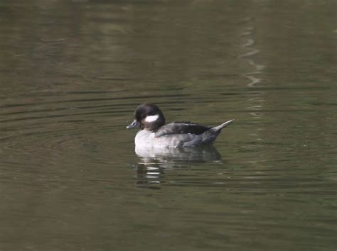 Species Of Ducks In Pennsylvania Id Calls Season Guide