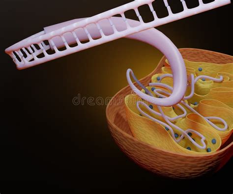 Dna Mitocondrial D O Pequeno Cromossoma Circular Encontrado Dentro