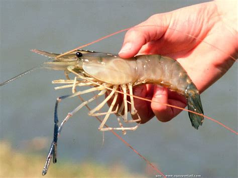 Macrobrachium Rosenbergii Chevrette Crevette G Ante D Eau Douce