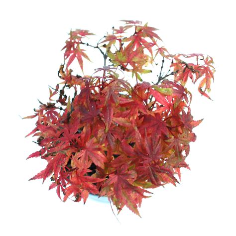 Mini Japanese Maple | Miniature Garden Plants for Sale