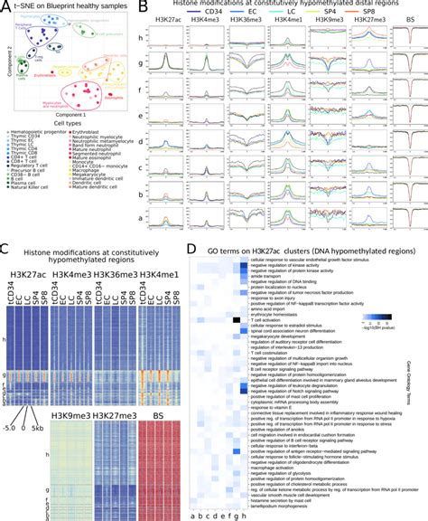 Integration Of Dna Methylation And Histone Modifications A T Sne On