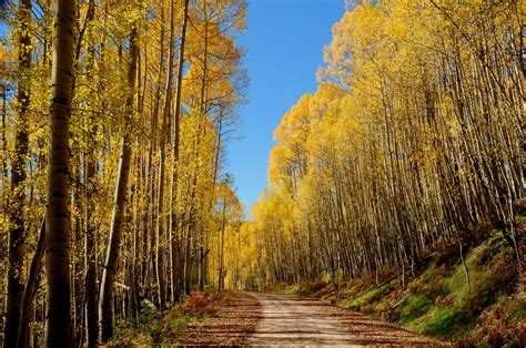 National Forest: National Forest Service Colorado